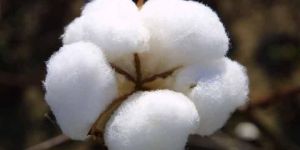 Raw Cotton Bales- Shankar-6