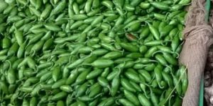 Green Chilli