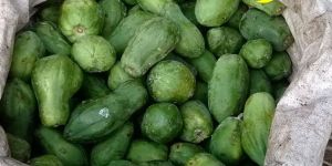 Papaya