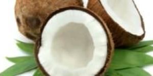 Coconut