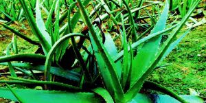 Aloe Vera Plant (Ghritkumari)