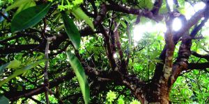 Alstonia Scolaris(Chattim)