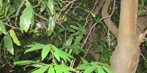 Saraca Indica Linn (Ashoka)