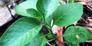 Withania Somnifera Plant (Ashwagandha)