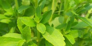 Stevia Dry Leaves