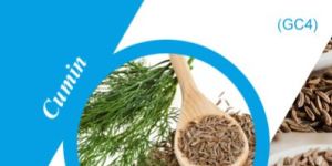 GC4 Cumin Seeds