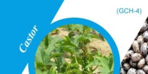 GCH-4 Castor Seeds