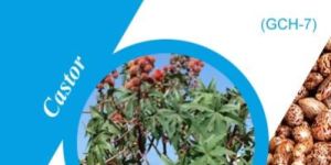 GCH-7 Castor Seeds