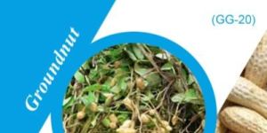 GG-20 Groundnut Seeds