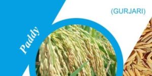 Gurjari Paddy Seeds