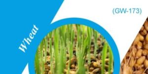 GW-173 Wheat Seeds