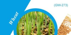 GW-273 Wheat Seeds