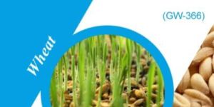 GW-366 Wheat Seeds