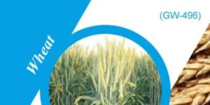GW-496 Wheat Seeds