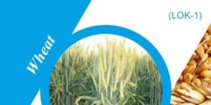 LOK-1 Wheat Seeds