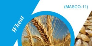 Masco-11 Wheat Seeds