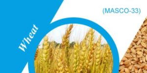 Masco-33 Wheat Seeds