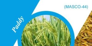 Masco-44 Paddy Seeds
