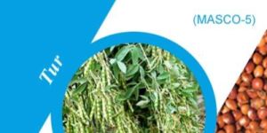 Masco-5 Tur Seeds