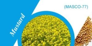 Masco-77 Mustard Seeds