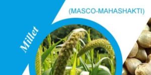 Masco Mahashakti Millet Seeds