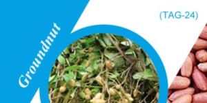 TAG-24 Groundnut Seeds