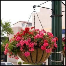 Garden Hanging Baskets