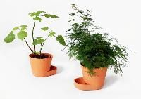 Plant Pots