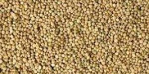 Guar Gum Seeds