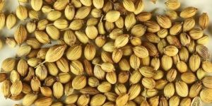 Coriander Seeds