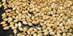 Sesame Seeds