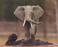 African Elephant Sculpture