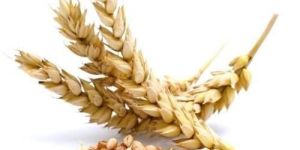 Wheat