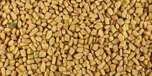 Fenugreek Seeds