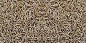 Cumin Seeds