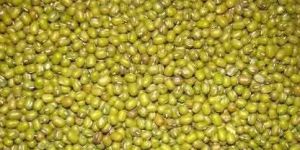 Green Mung Beans