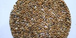 Millets Seeds