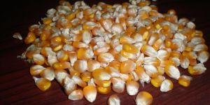 Poultry Feed