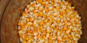 Yellow Maize