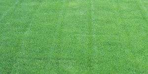 Grass Plantation Service