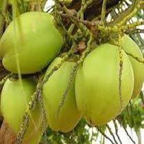 Green Tender Coconuts