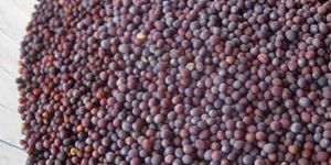 Black Mustard Seeds