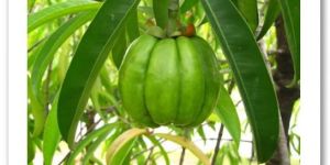 Garcinia 50%