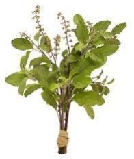Holy Basil Extract