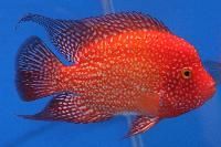 Flower Horn Fish