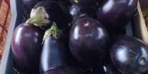 Fresh Brinjal
