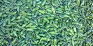 Fresh Green Chilli