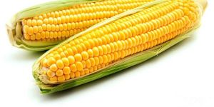 Yellow Maize