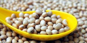 Soybean Seeds