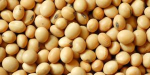 Soybeans Seeds